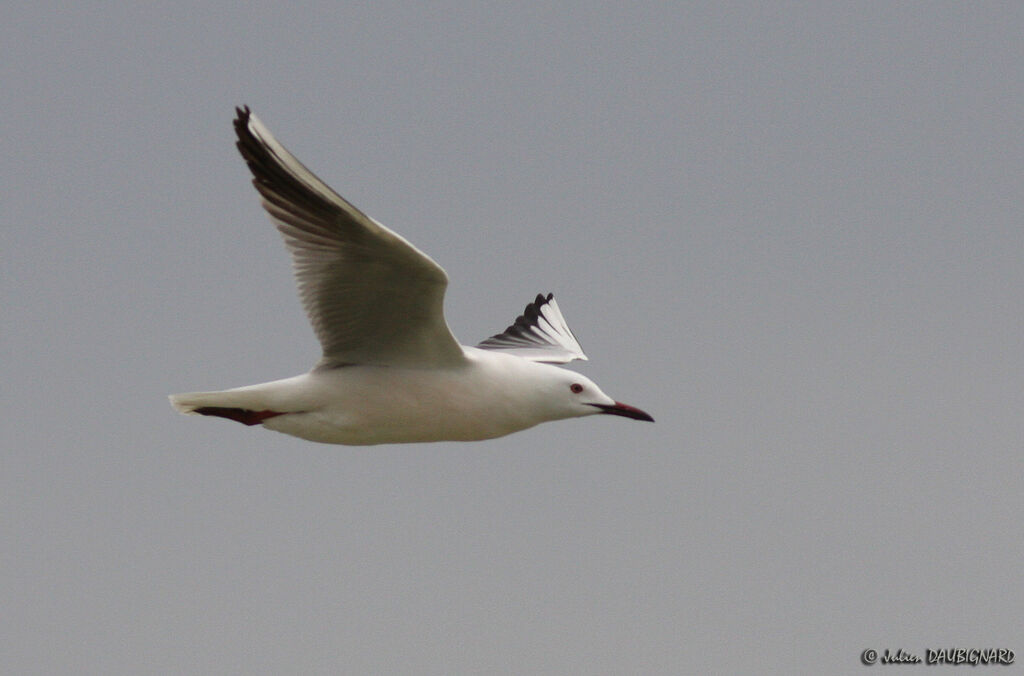 Slender-billed Gulladult, Flight