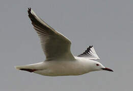 Slender-billed Gull