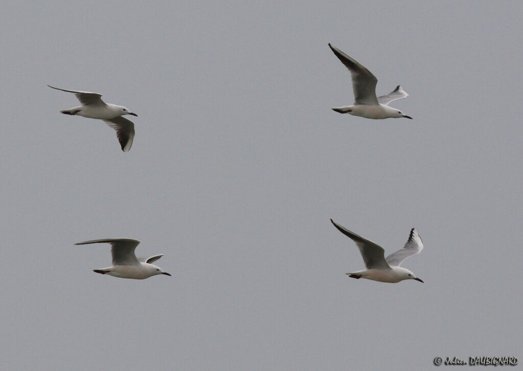 Slender-billed Gulladult, Flight