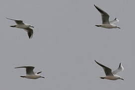 Slender-billed Gull