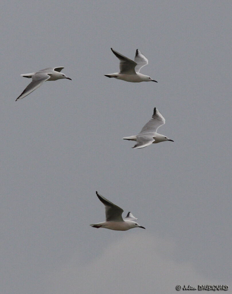 Slender-billed Gulladult, Flight