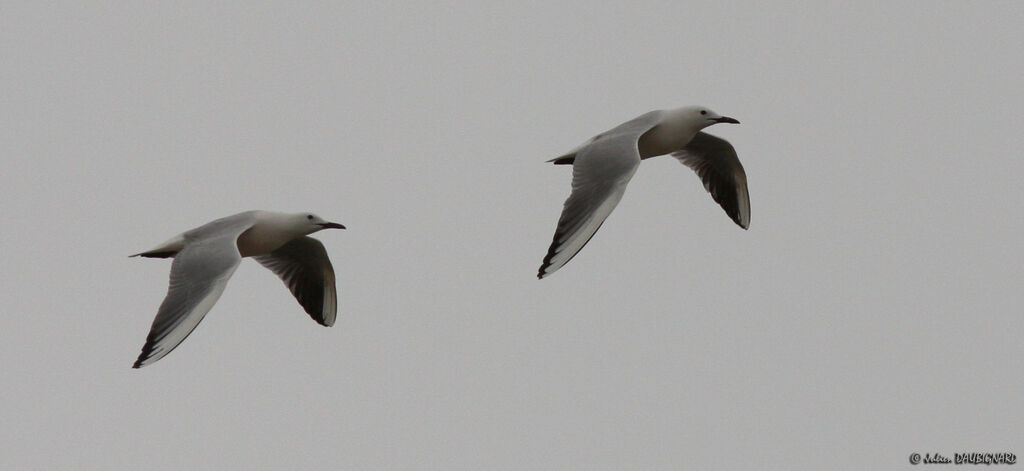 Slender-billed Gulladult, Flight