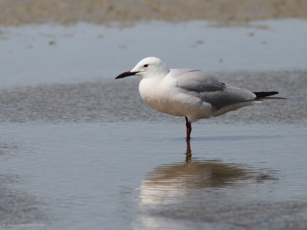 Slender-billed Gulladult, identification