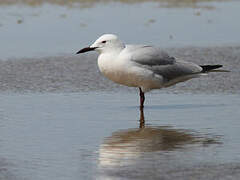 Slender-billed Gull