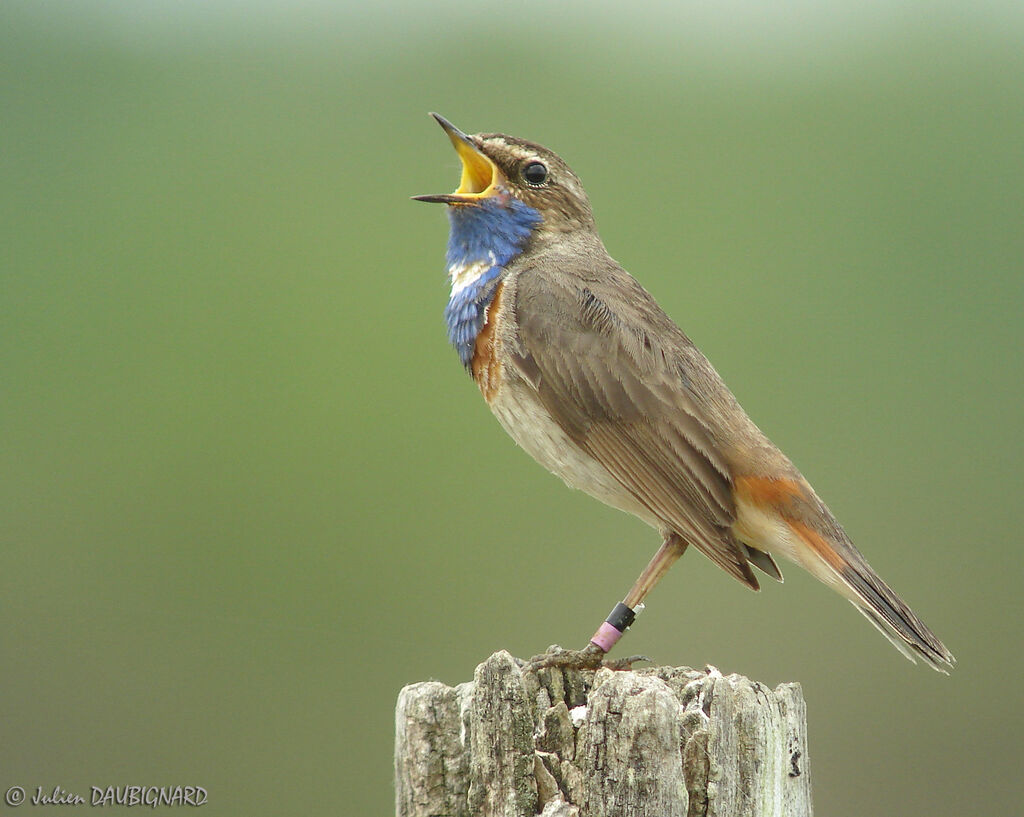 Bluethroat (cyanecula) male, identification, song