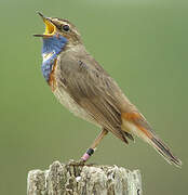 Bluethroat (cyanecula)