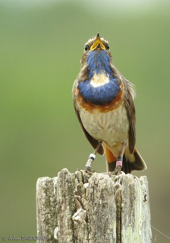 Bluethroat (cyanecula), identification, song