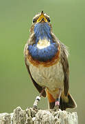 Bluethroat (cyanecula)