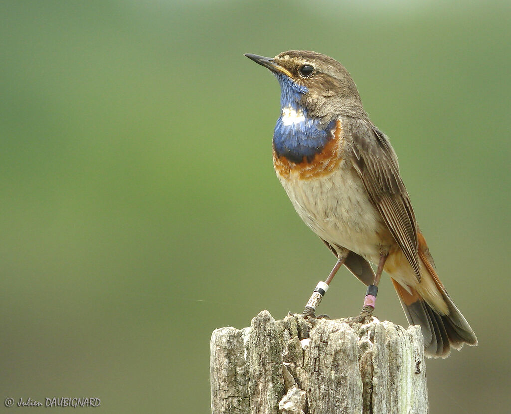 Bluethroat (cyanecula) male, identification