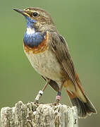 Bluethroat (cyanecula)