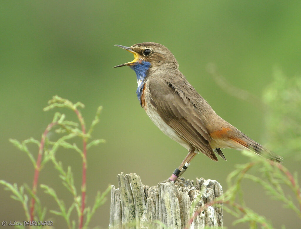 Bluethroat (cyanecula) male, identification, song