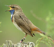 Bluethroat (cyanecula)