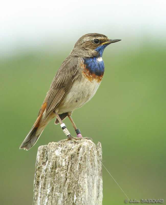 Bluethroat (cyanecula) male, identification