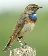 Bluethroat (cyanecula)