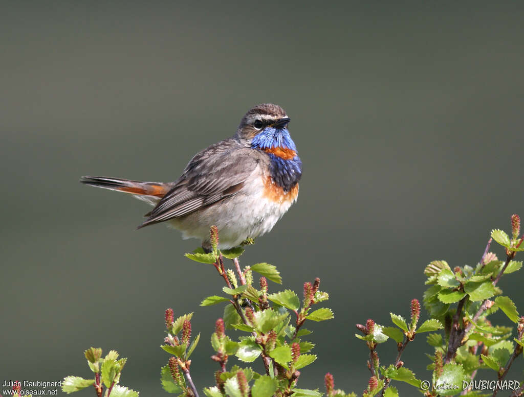 Bluethroat male adult, identification