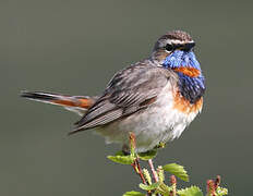 Bluethroat