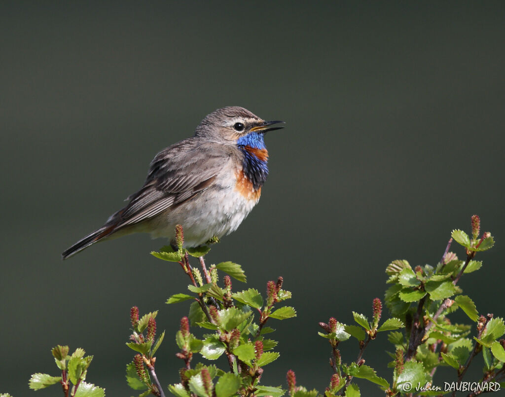 Gorgebleue à miroiradulte, identification