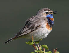 Bluethroat