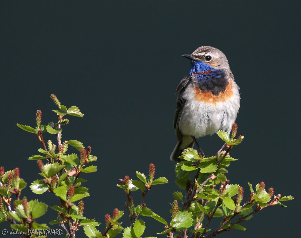 Bluethroatadult, identification