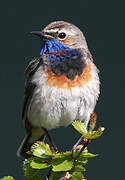 Bluethroat