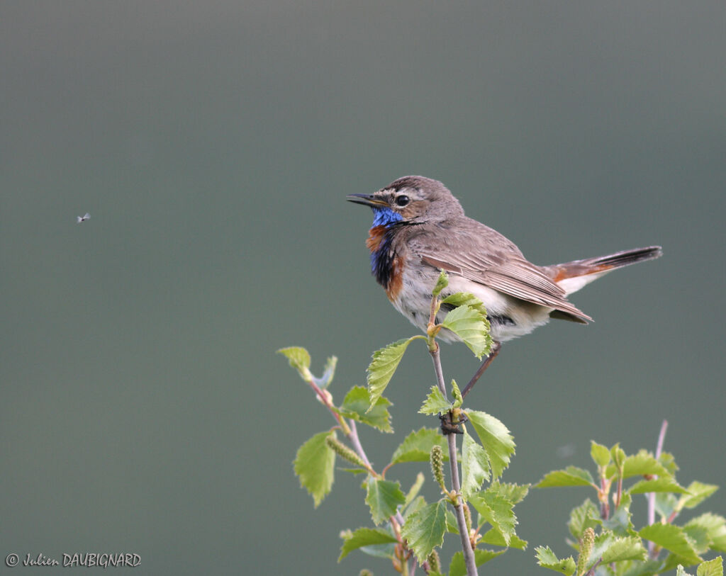 Bluethroatadult, identification