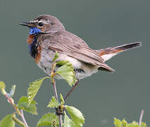 Bluethroat