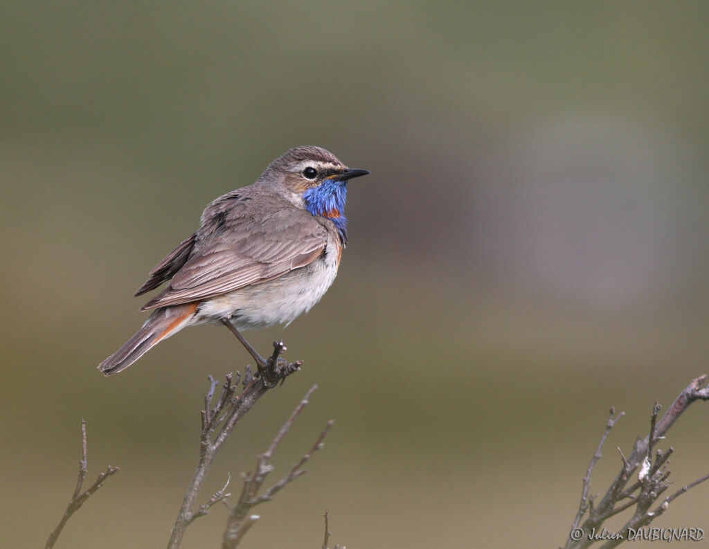 Gorgebleue à miroiradulte, identification