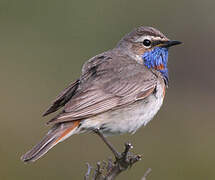 Bluethroat