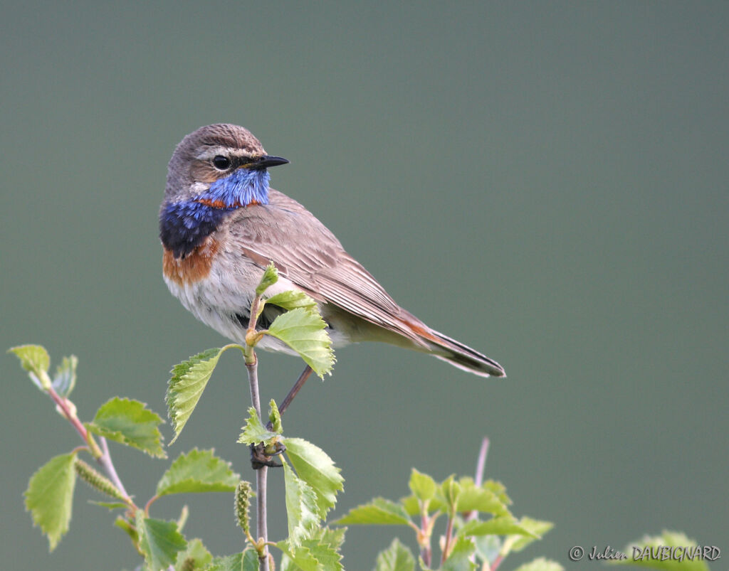 Bluethroatadult, identification