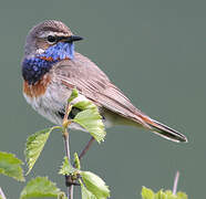 Bluethroat