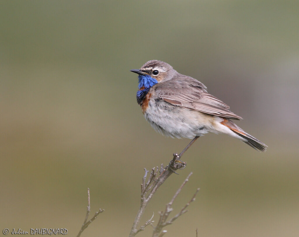 Bluethroatadult, identification