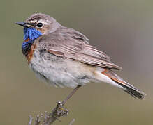 Bluethroat