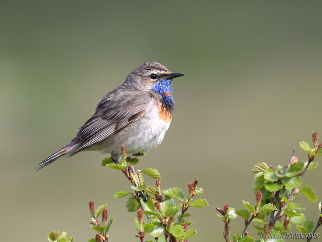 Bluethroatadult, identification