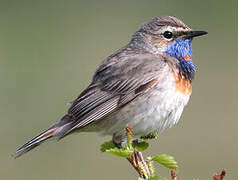 Bluethroat