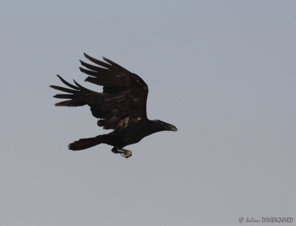 Northern Raven, Flight