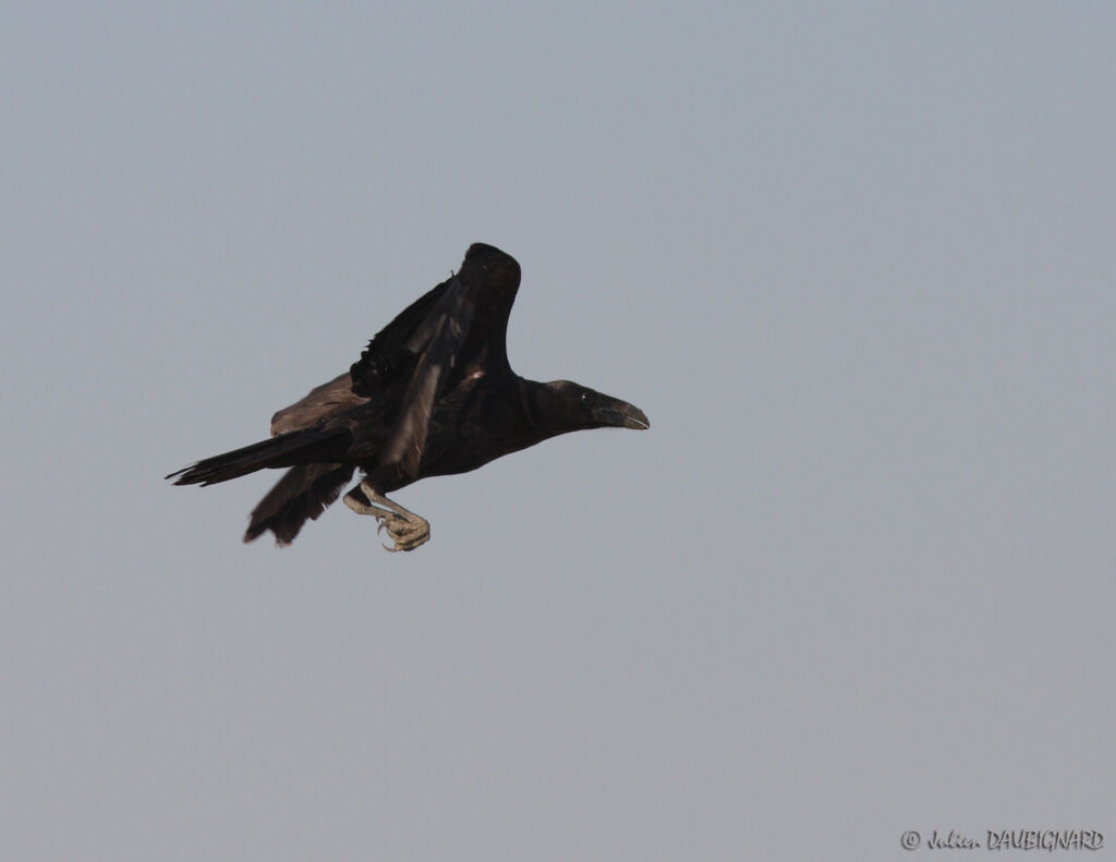 Northern Raven, Flight