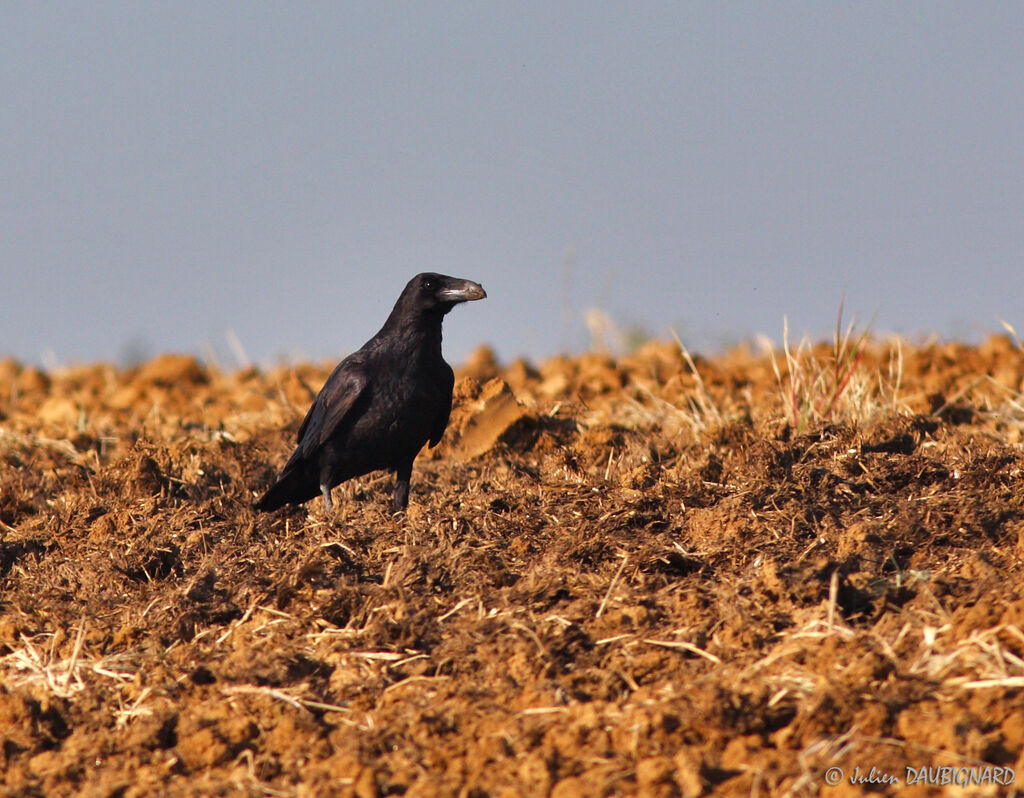 Grand Corbeau, identification