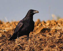 Northern Raven