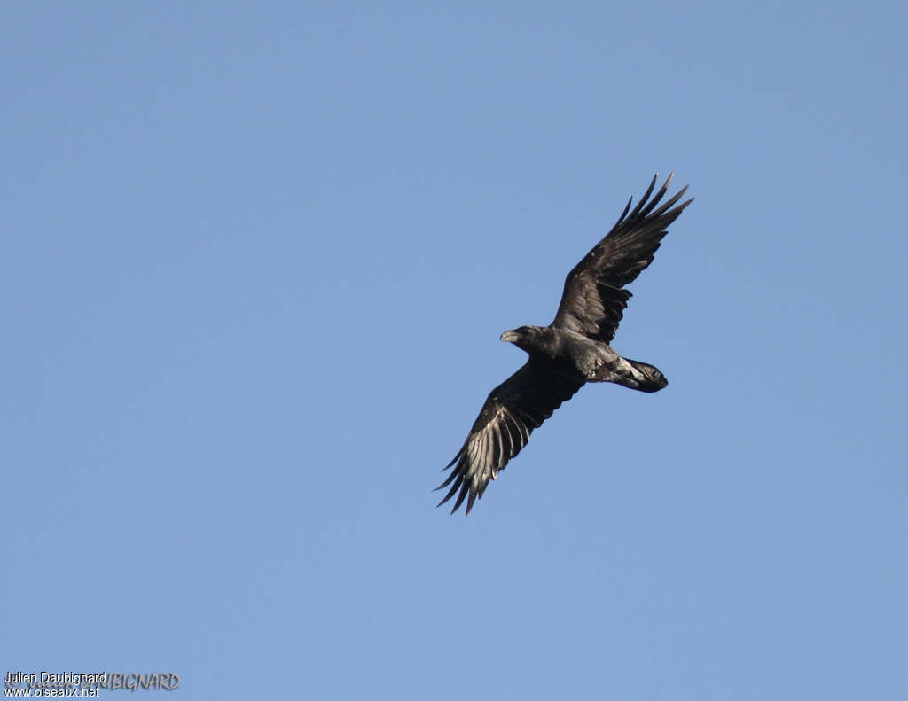 Northern Ravenadult, Flight