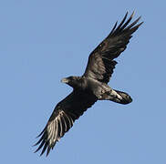 Northern Raven