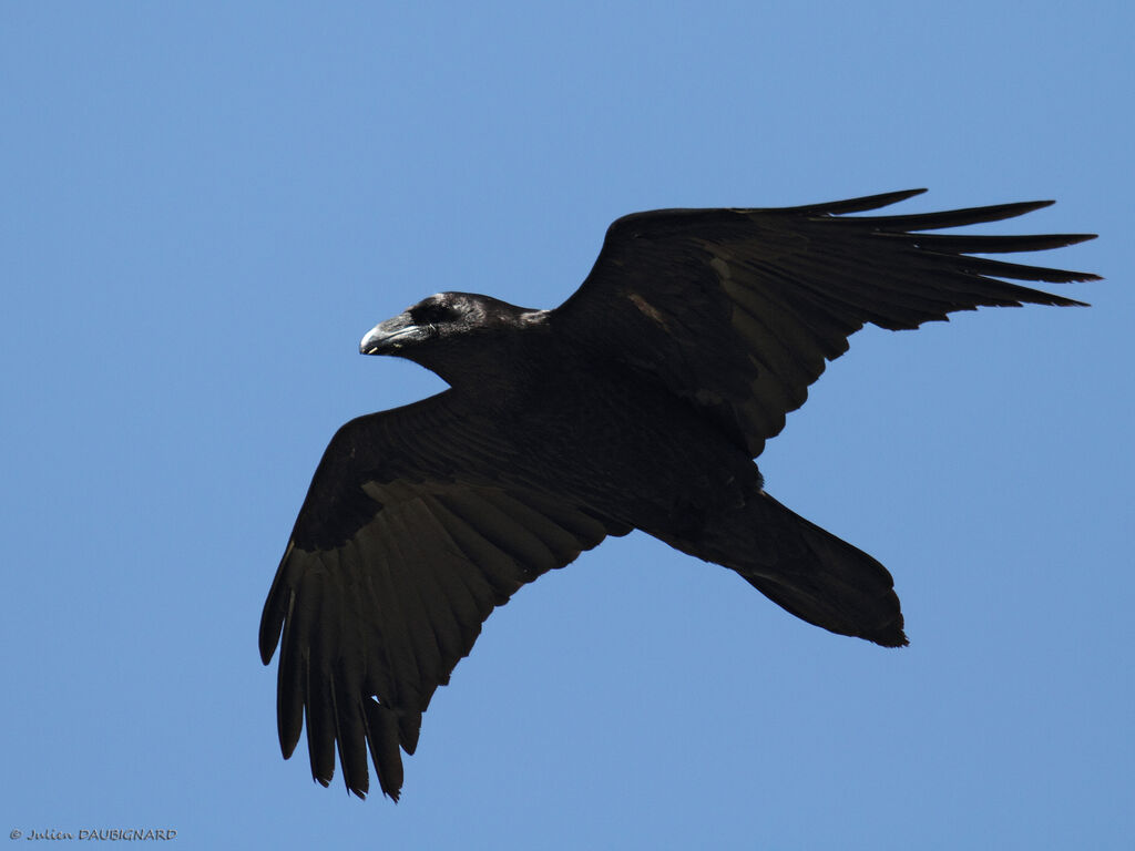 Northern Raven, Flight