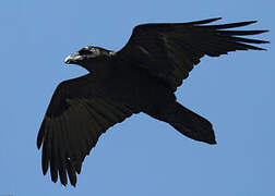 Northern Raven