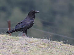 Northern Raven