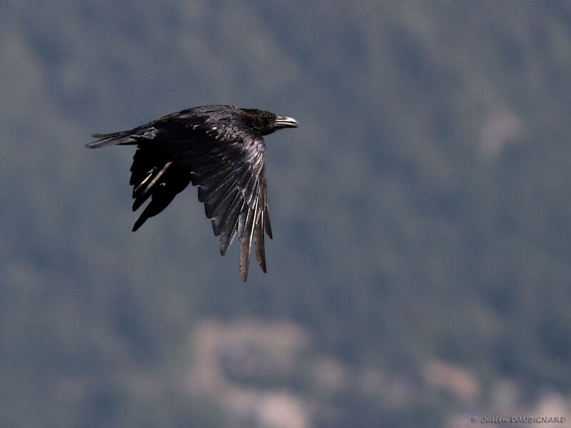 Northern Raven, Flight