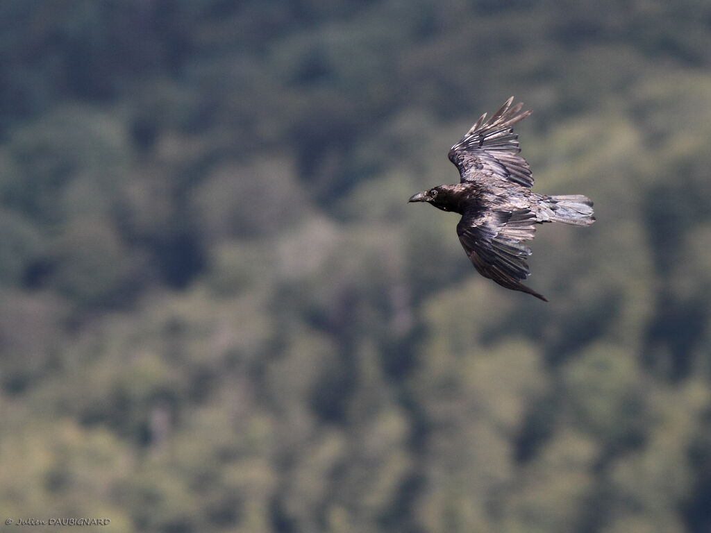 Northern Raven, Flight