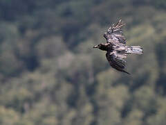 Grand Corbeau