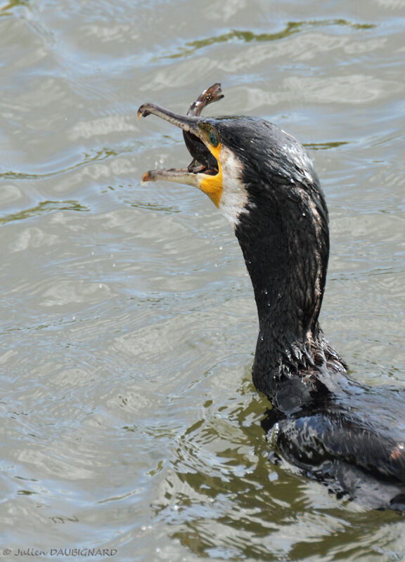 Grand Cormoranadulte, identification, régime