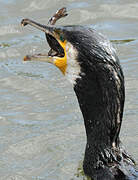 Great Cormorant