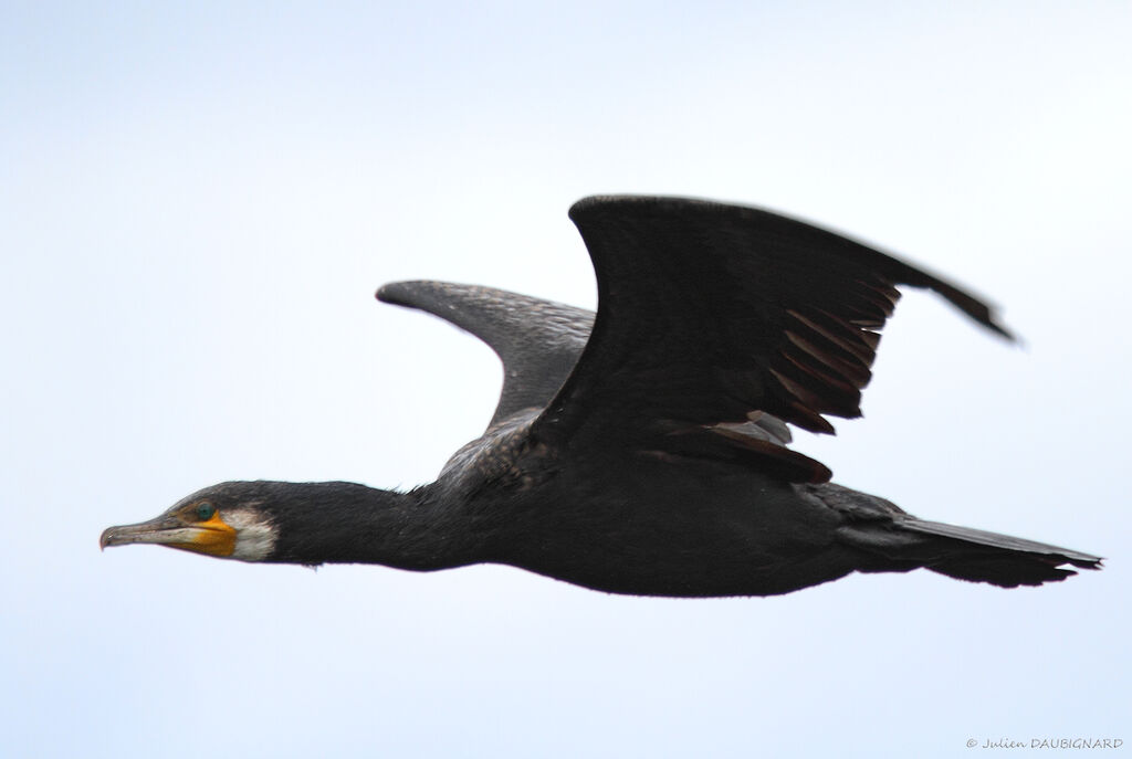 Great Cormorant, Flight