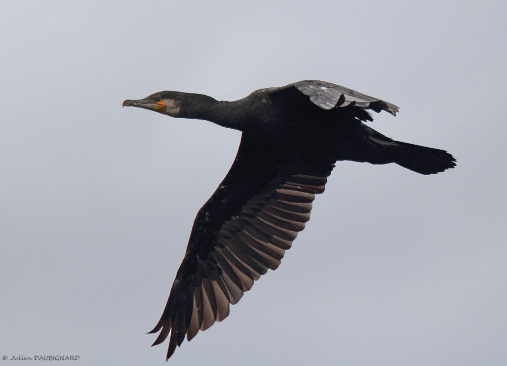 Great Cormorant, Flight